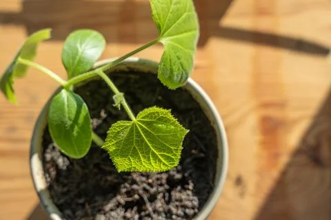 Close View of Cucumber Leaf in Bright Natural Light Stock Photos