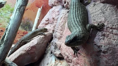 Close view of Cunninghams skink, Egernia cunninghami, resting on rocky terrain w Stock Footage 338255273