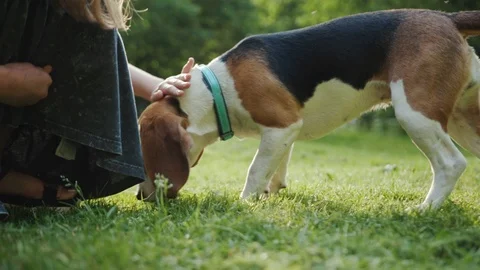 Close-up view of a curious little beagle dog sniffing green grass outdoors Stock Footage 111819812