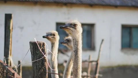 Close view of a curious ostrich head on a rural eco friendly bird farm Stock Photos