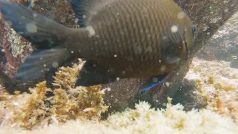 Close up view of a curious Stegastes adustus black fish wondering swimming aroun Stock Footage 252953385