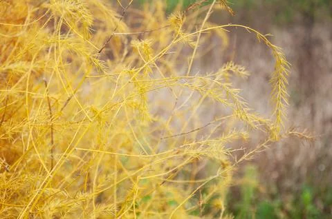 Close up view of curving bright yellow autumn asparagus fern stems with del.. Stock Photos