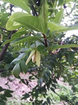 The close up view of custard apple leaf 스톡 사진