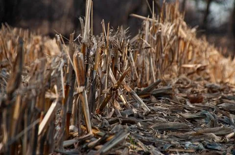 A close-up view of cut corn stalks and stubble in a field Stock Photos