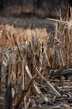 A close-up view of cut corn stalks and stubble in a field Stock Photos