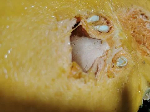 Close-up view of a cut pumpkin interior showing bright orange flesh, fibrou.. Stock Photos