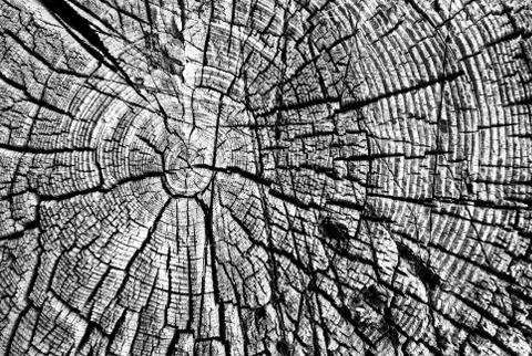 Close-up view of the cut tree Stock Photos