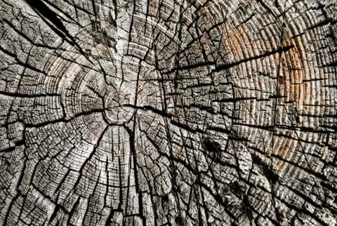 Close-up view of the cut tree Stock Photos