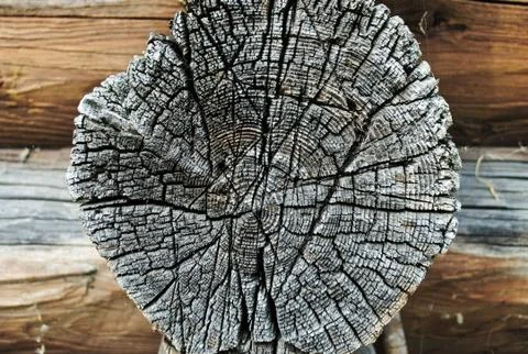 Close-up view of the cut tree Stock Photos