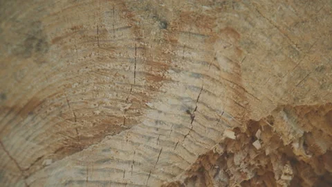 Close up view of cut tree stem with rawling ants. 4K Stock-Footage 89713851