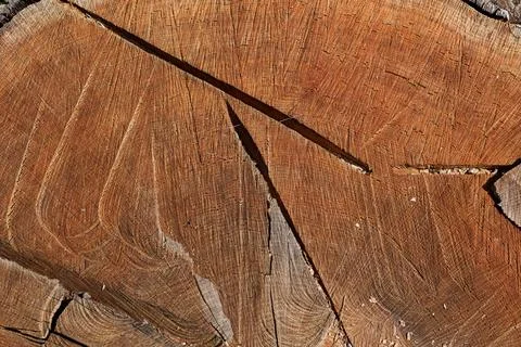 Close view of cut tree trunk rings and rough cracked wood surface with warm 库存照片