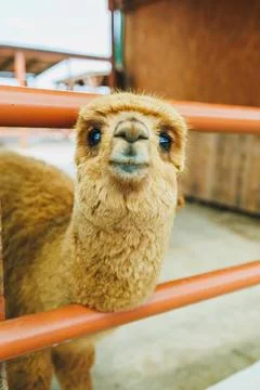 Close-up view of a cute alpaca looking through a fence in a farm setting in.. 스톡 사진