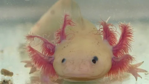 Close-up View Of A Cute Axolotl With Pink Gills Underwater 動画素材 336360109