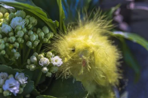Close up view of cute chick. Easter decoration element. Stock Photos