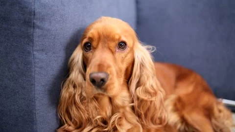 Close-up view of a cute English Cocker Spaniel dog lying on the sofa Stock Footage 313493789