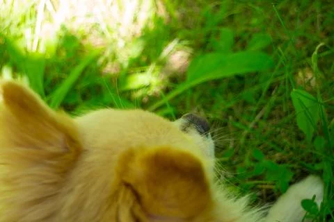 Close Up View of a Cute Fluffy Dog Sniffing Fresh Green Grass Outside Stock Photos