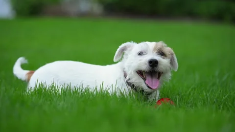Close up view of Cute funny jack Russell terrier with red toy while laying on Stock Footage 335951931