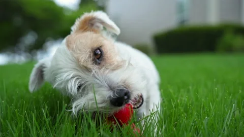 Close up view of Cute funny jack Russell terrier biting an red toy while laying Stock Footage 335952014