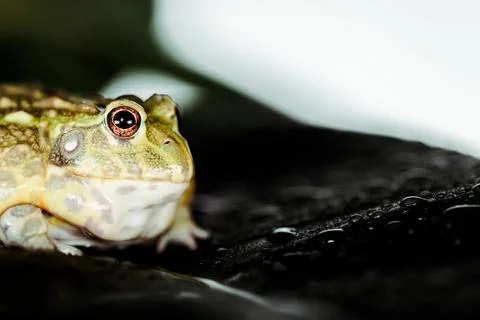 Close view cute green frog Stock Photos