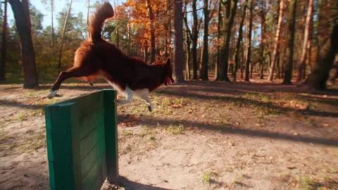 Close-up view of cute, intelligent dog jumping over the wall Stock Footage 226975371