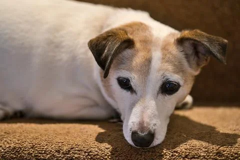 Close up view of cute Jack Russell Terrier dog lying on stairs. Very sad dog Stock Photos