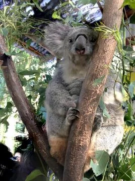 Close-up view of a cute koala bear, disambiguation in the zoo, Australia. Stockfoto's