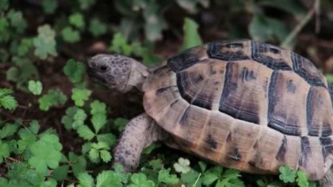 Close up view of a cute little turtle walking slowly in green grass Stock Footage 149376594