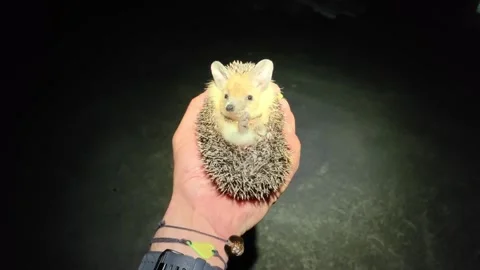 Close up view of a cute long-eared hedgehog held in hands at night during a Vidéo 342466159