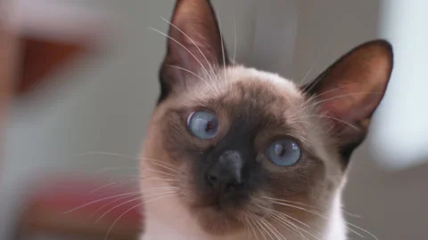 Close up view of cute Siamese kitten with blue eyes. Pets and lifestyle concept Stock Footage