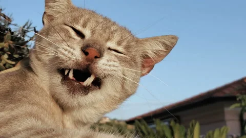Close up view of a cute sleepy cat while yawning,pet animal love,feline Stock Footage 139236496