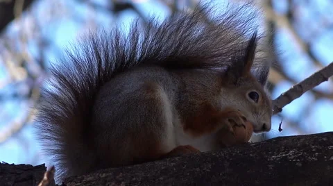 Close-up View of Cute Squirrel Sitting at Branch and Eating Walnut Stock Footage 45733771