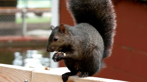 Close up view of cute squirrel standing on a fence eating peanut Stock-Footage 121408482