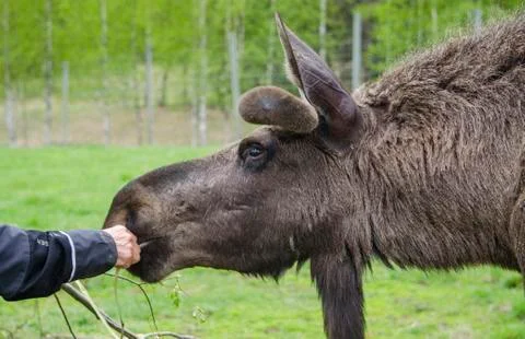 Close up view of cute wild Moose elk with growing horn in an elk farm during  Stock Photos