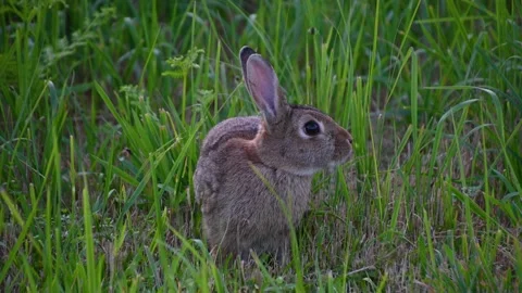 Close up view of cute wild rabbit in the natural environment Stock Footage 163809064