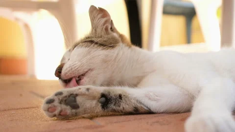 Close up view of Cute wither striped cat licking himself,animal pets love Stock Footage 137186690