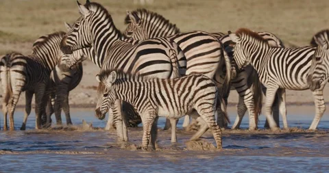 Close-up view of a cute young zebra foal walking in a waterhole with other Stock-Footage 106746881
