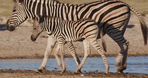 Close-up view of a cute young zebra foal walking on the edge of  a waterhole Stock Footage 106746952