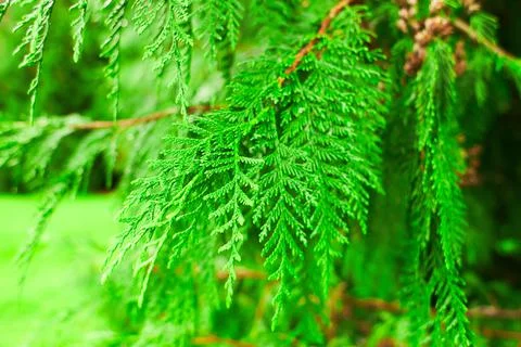 Close up view of cypress pine green leaves Stock Photos