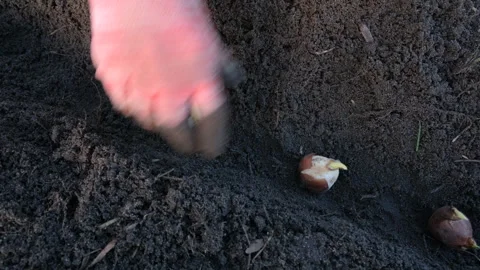 Close up view of daffodil and tulips bulbs and hand. A hand plants a row of Stock Footage 262494348