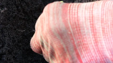 Close-up view of daffodil bulb and hand. A hand plants a daffodil bulb in the Stock Footage 261770168