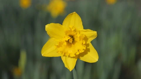 A close up view of a daffodil flower. Stock Footage 127234618