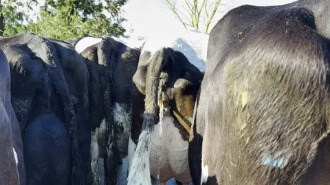 Close-up view of dairy cows lined up on a farm in New Zealand, showcasing their Stock Footage 314695234