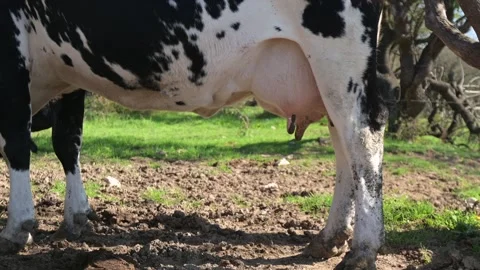 A close-up view of a dairy cow's udder in a pasture. The image shows the lower Stock Footage 288888924