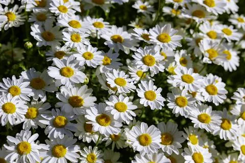 Close up view of daisies or chamomiles. Spring blossom or spring bloom Stock Photos