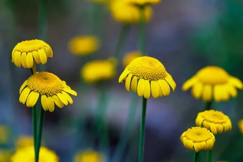 Close up view of daisy field 스톡 사진
