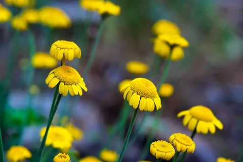 Close up view of daisy field Foto stock