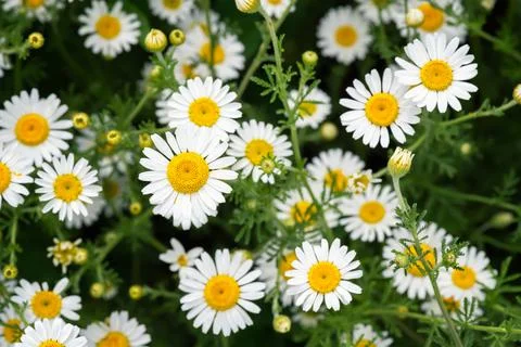Close up view of daisy field Foto stock