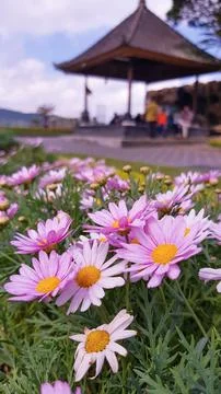 Close Up view of Daisy Flower Stock Photos