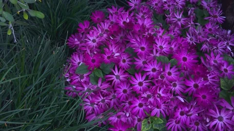 Close view of daisy flowers with pan Stock Footage 270361447