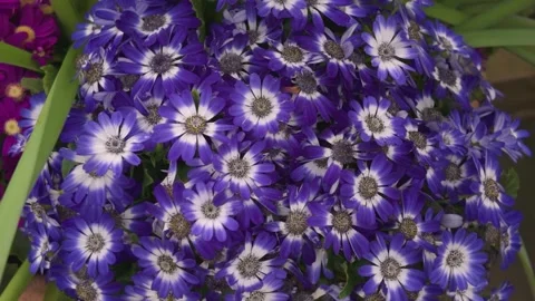 Close view of daisy flowers with pan Video stock 270375246